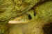 Grotte de Sabinus - (Source de la Marne) - Balesmes-sur-Marne (52220)
