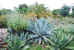 Jardin Botanique - 78 Corniche Fleurie - Nice (06000)